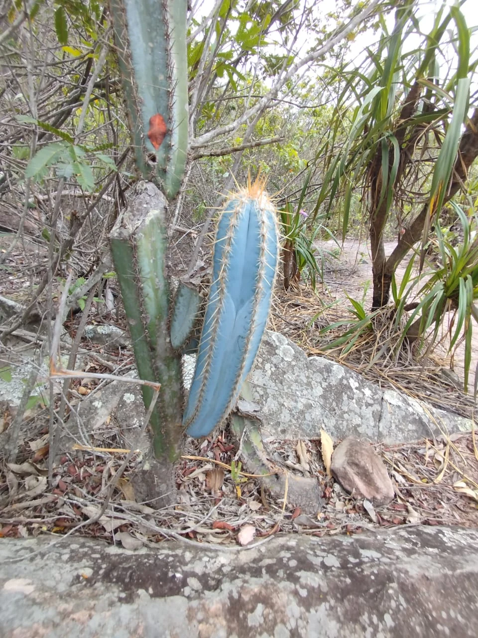 Cactus · superficie azul verdosa — estudio cromático.