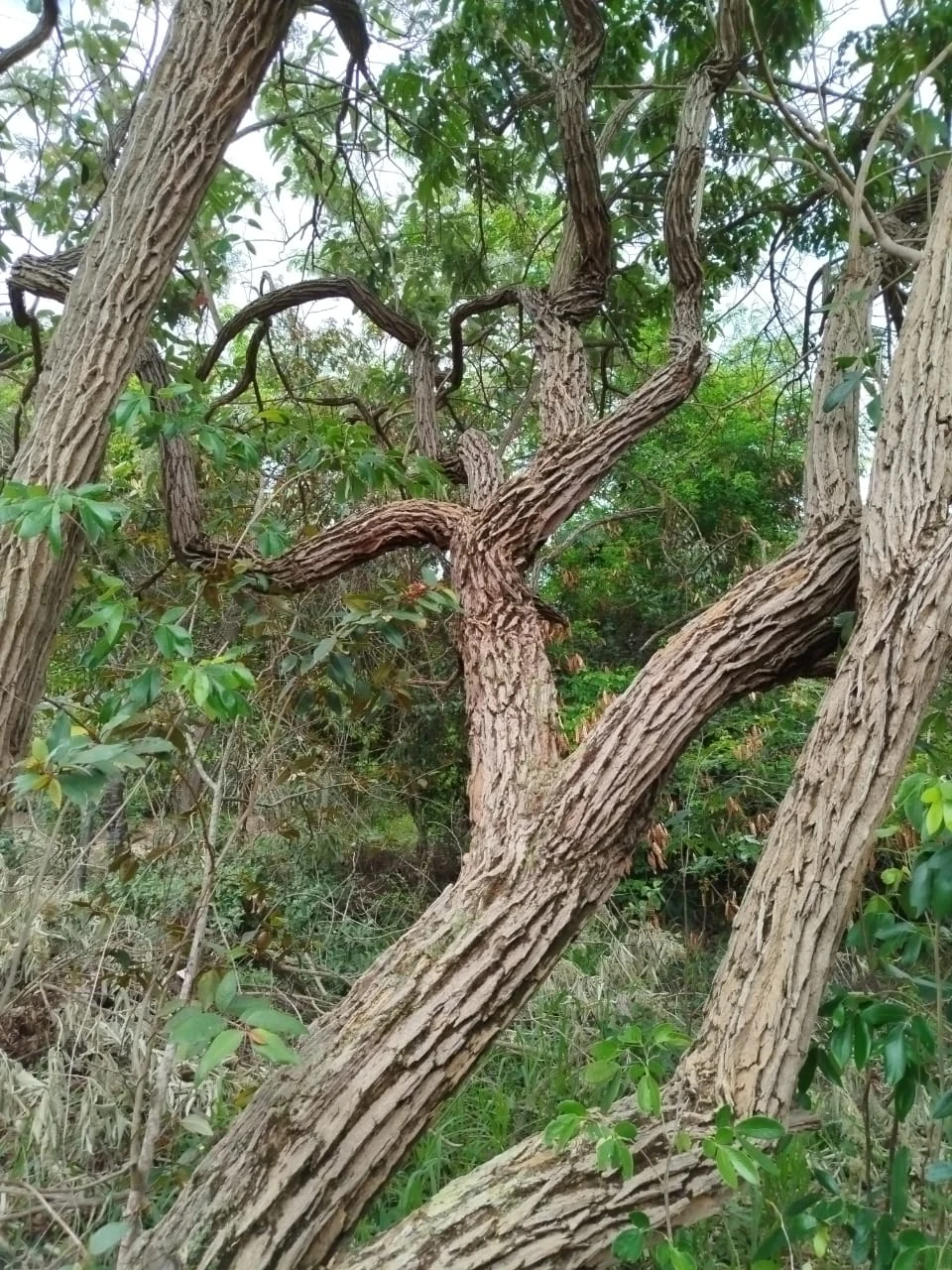 Vegetación y transiciones ambientales — registro de campo 10.