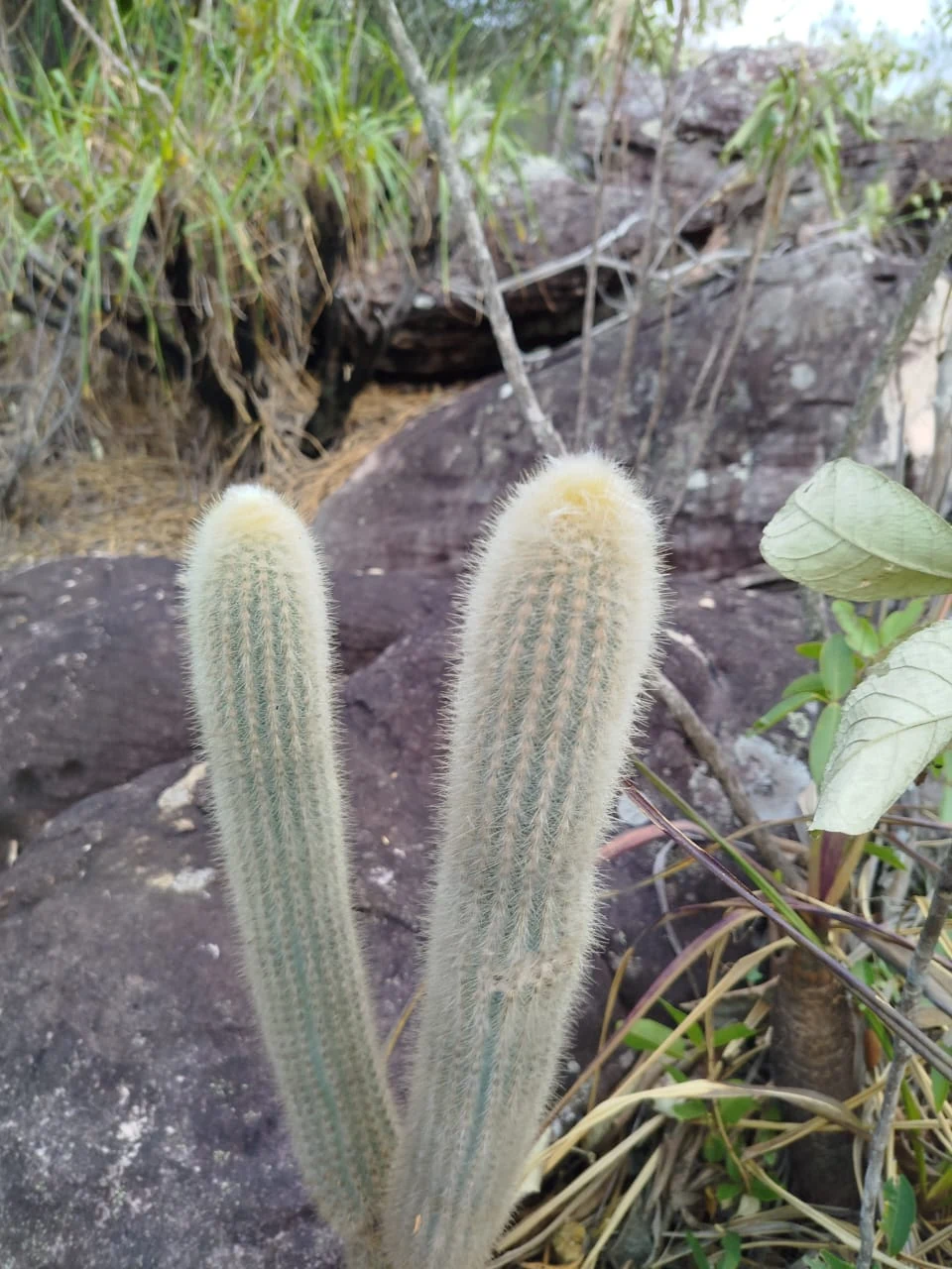 Vegetación y transiciones ambientales — registro de campo 14.