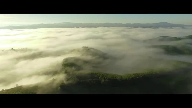 Herança Verde Escuro